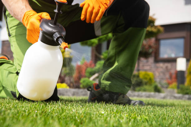 Best Affordable Pest Control Services  in Staunton, IL