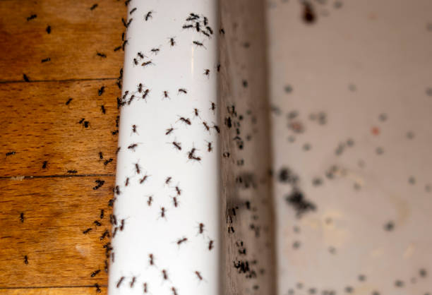 Wasp Removal Services in Staunton, IL