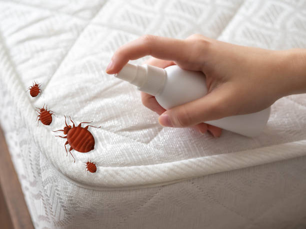 Best Affordable Pest Control Services  in Staunton, IL