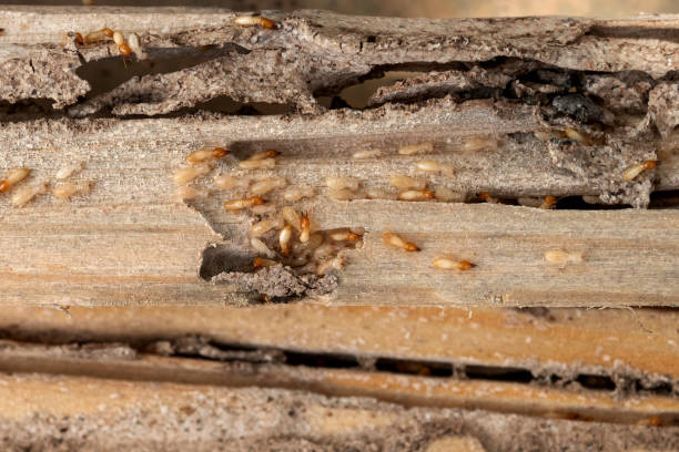 Best Affordable Pest Control Services  in Staunton, IL